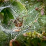 Arañas venenosas en España