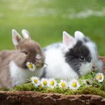 Dónde viven los conejos