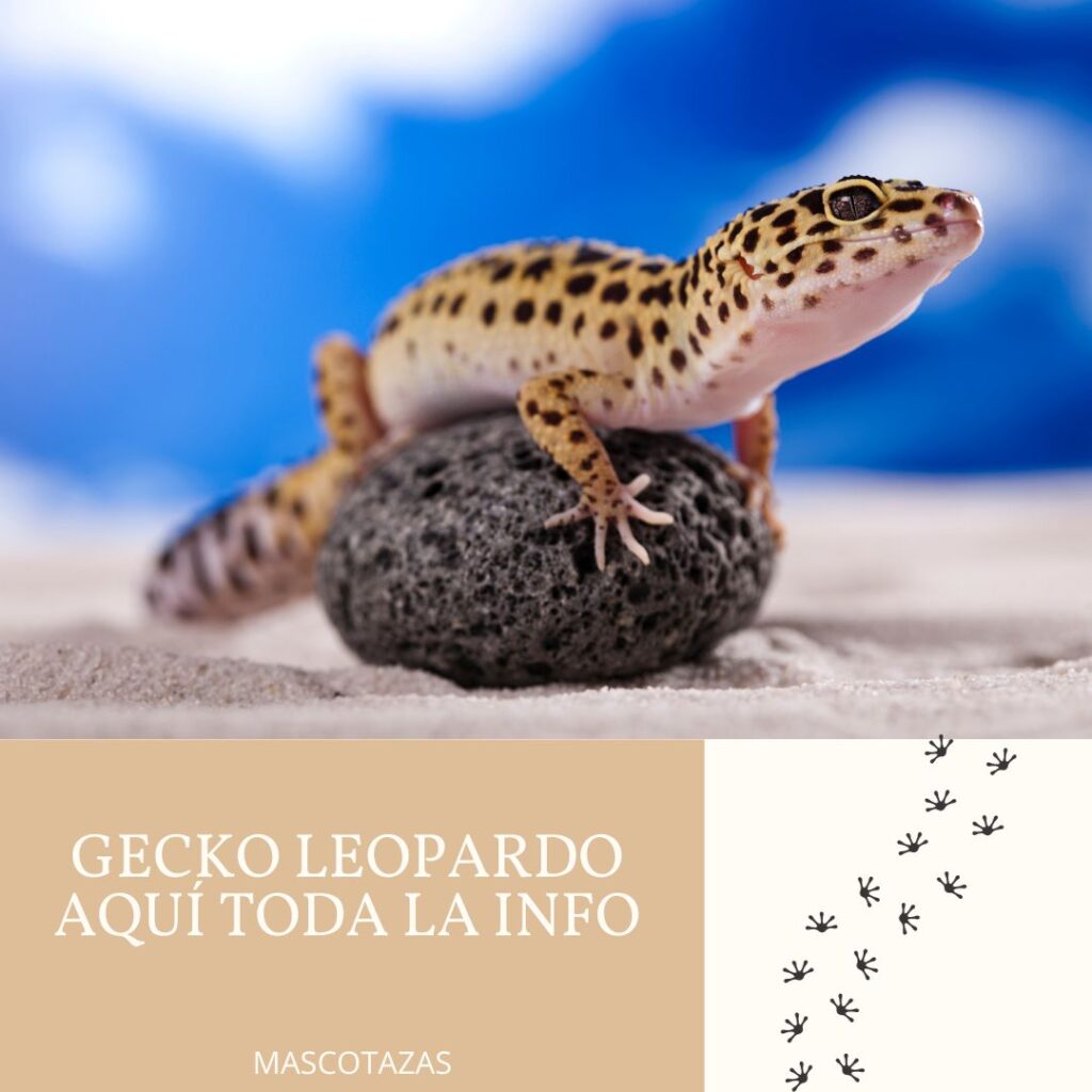 Gecko leopardo Eublepharis macularius