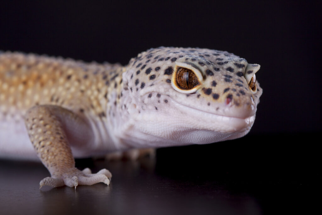 Características físicas gecko