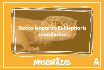 Gecko_leopardo_Eublepharis_macularius