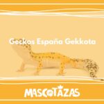Geckos_España_Gekkota