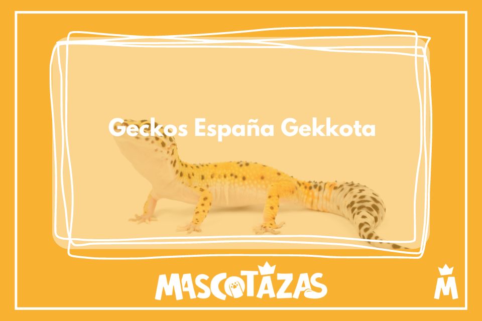 Geckos_España_Gekkota