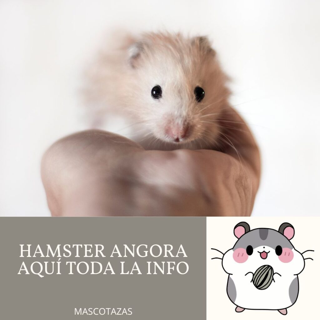 Hamster Angora