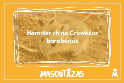 Hámster chino Cricetulus barabensis