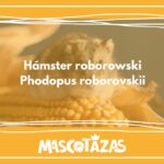 Hámster roborowski Phodopus roborovskii