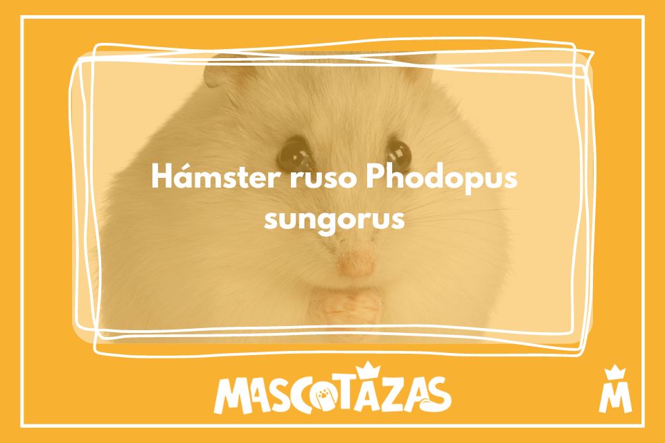 Hámster ruso Phodopus sungorus