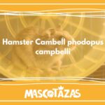 Hámster_Cambell_phodopus_campbelli