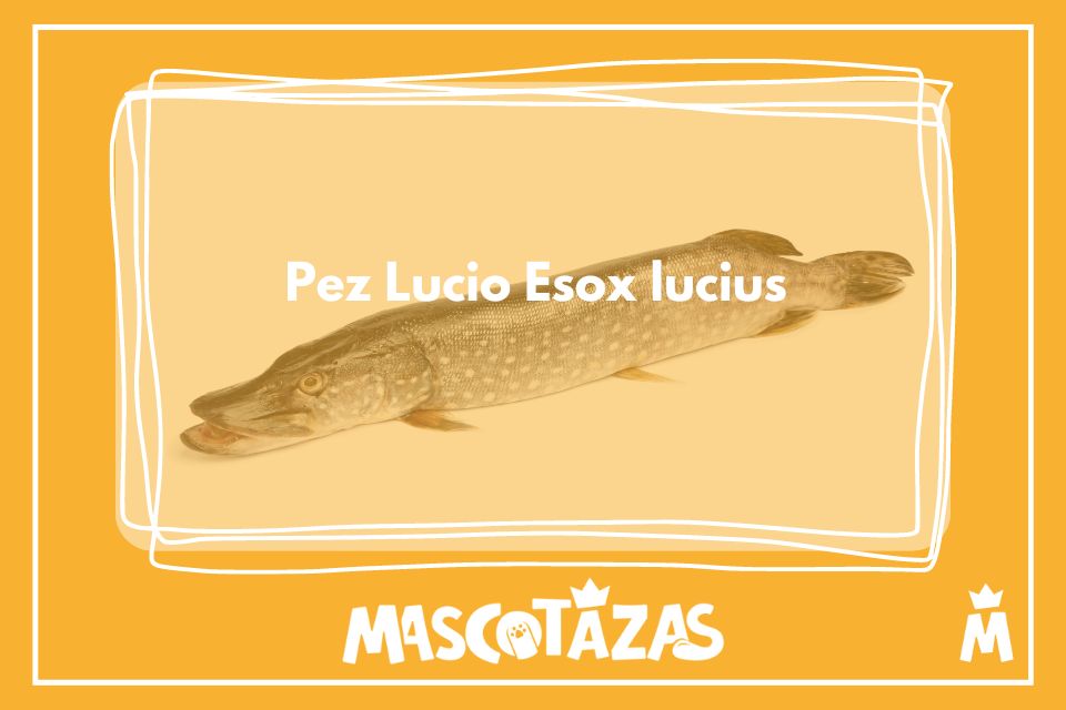 Pez Lucio Esox lucius