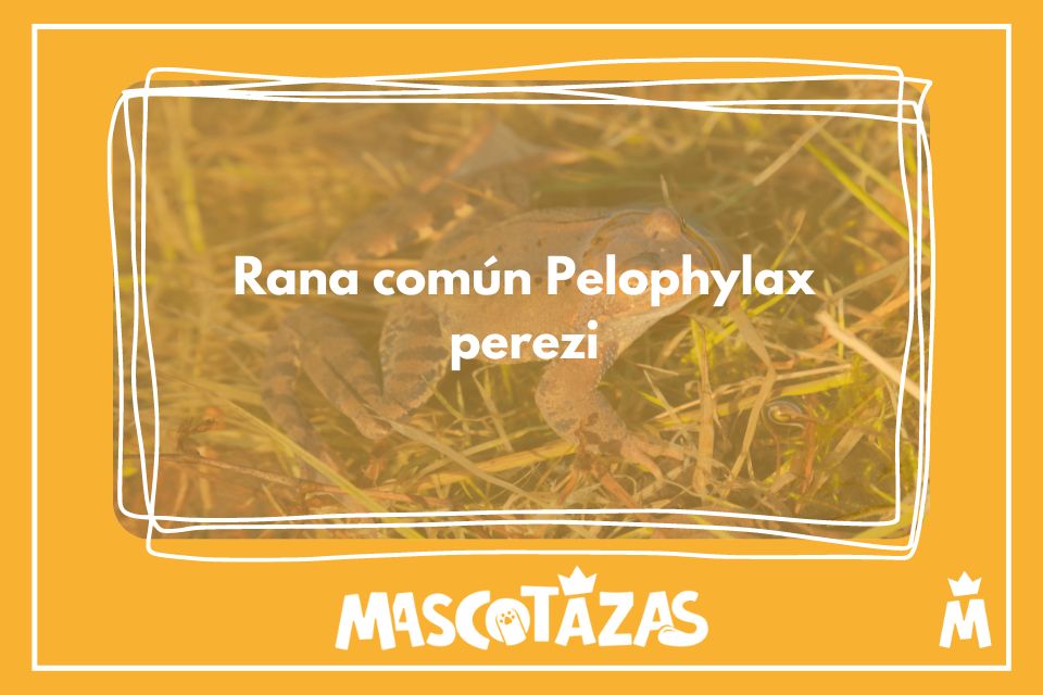 Rana común Pelophylax perezi