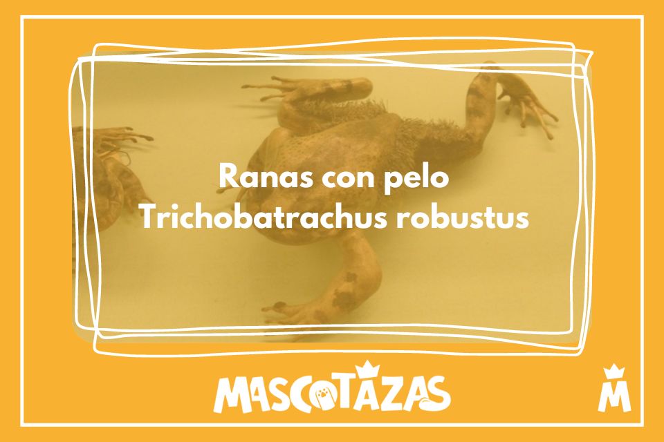 Ranas con pelo Trichobatrachus robustus