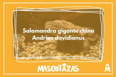 Salamandra gigante china Andrias davidianus