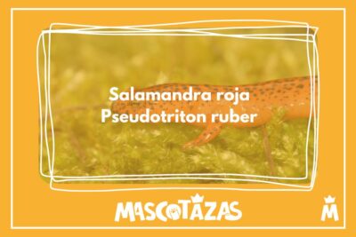 Salamandra roja Pseudotriton ruber