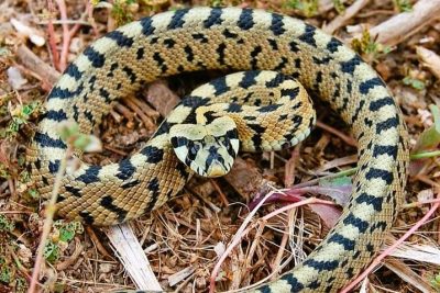 Serpiente de Escalera - Todo lo que debes saber sobre el reptil