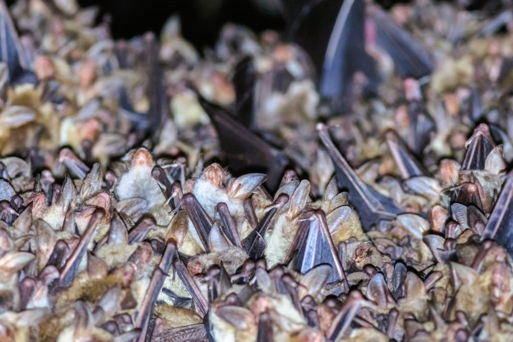 Usos de la caca de murciélago además de la fertilización
