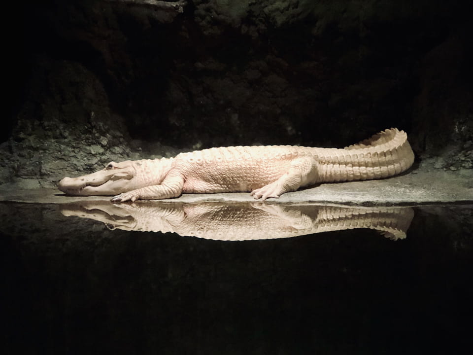 cocodrilo albino