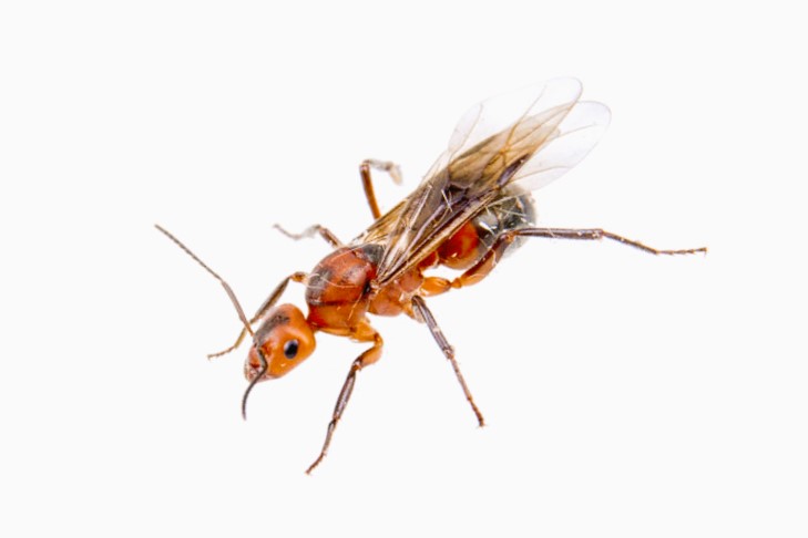 s hormigas aladas fuera de tu casa