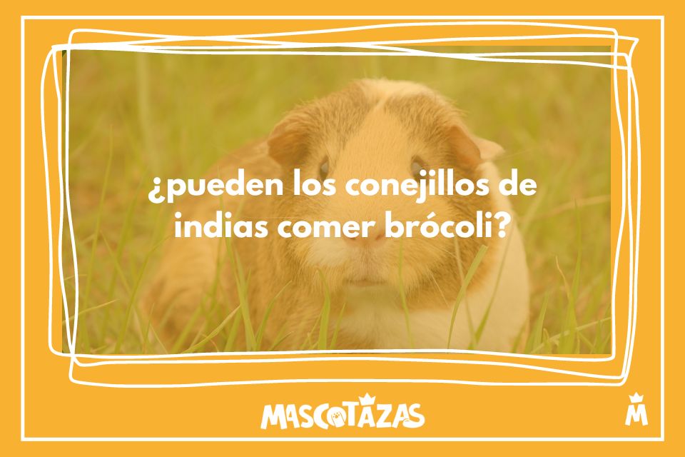 información sobre si los conejillos de indias pueden comer brocoli