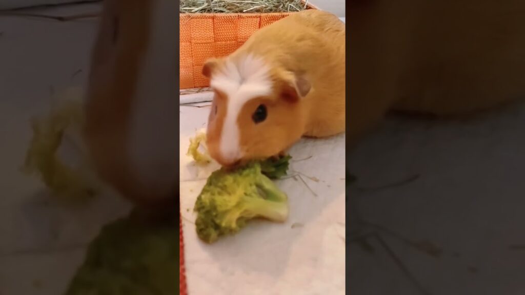 ¡Claro que sí, los conejillos de Indias pueden disfrutar de comer brócoli! ¡Descubre los beneficios para su salud y cómo darle brócoli a tu mascota! ð°