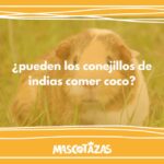 ¿Pueden los conejillos de indias comer coco?