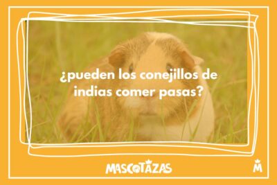 información sobre si los conejillos de indias pueden comer pasas