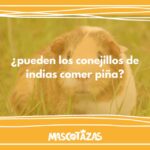 ¿Pueden los conejillos de indias comer piña?