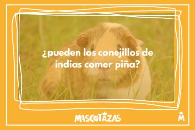 información sobre si los conejillos de indias pueden comer piña