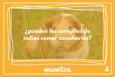 información sobre si los conejillos de indias pueden comer zanahorias