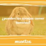 ¿Pueden los conejos comer tomates?