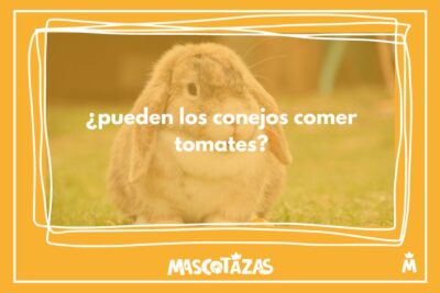 información sobre si es recomendable que los conejos coman tomates