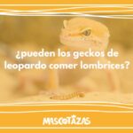 ¿Pueden los geckos de leopardo comer lombrices?