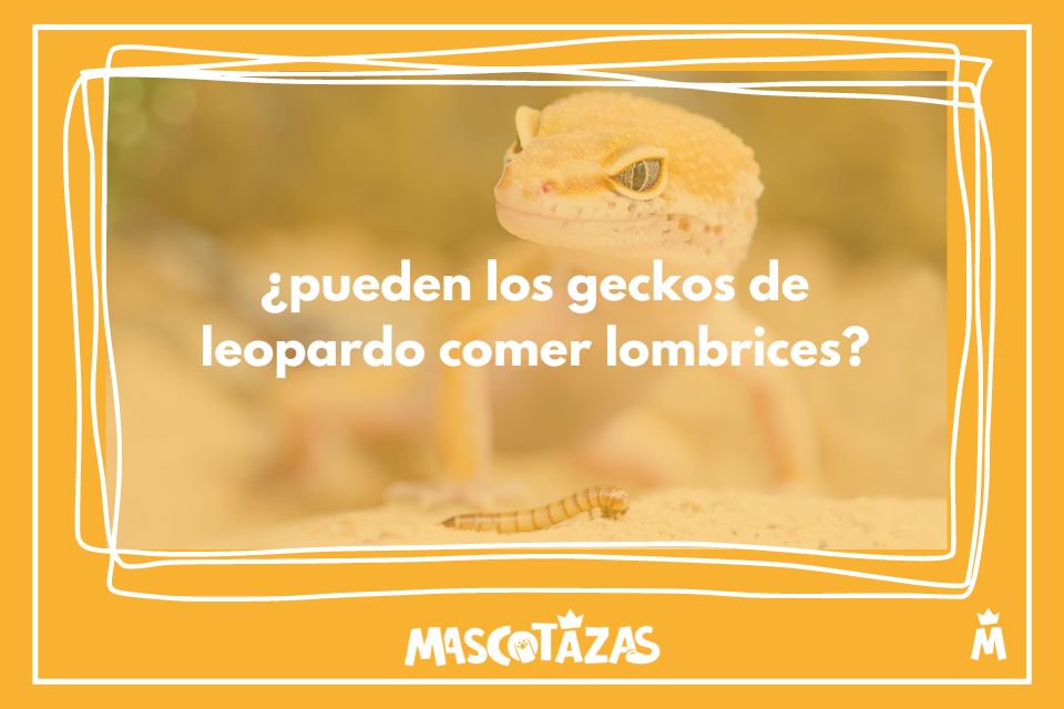 información sobre si los geckos pueden comer lombrices